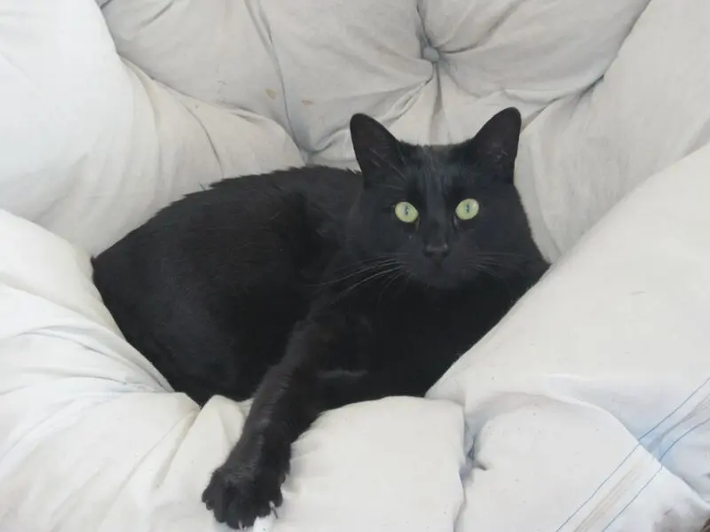 Condolence image of Susanne