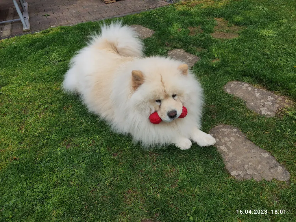 Condolence image of Willi