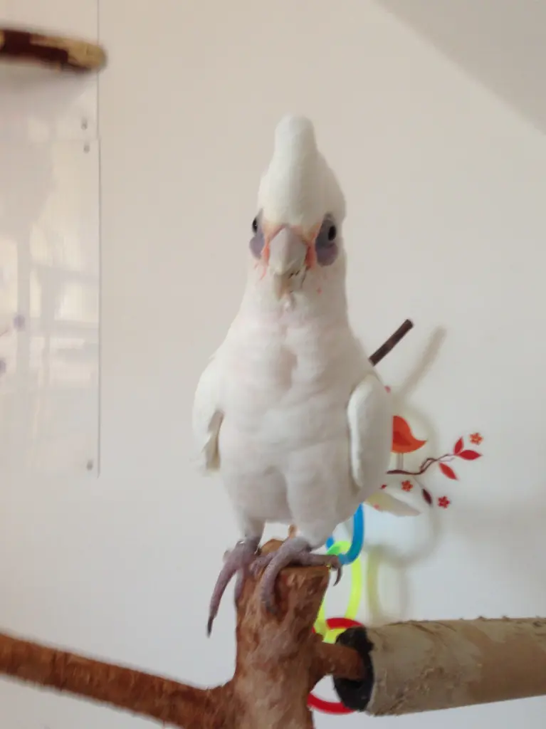 Andachtsbild von Andrea 