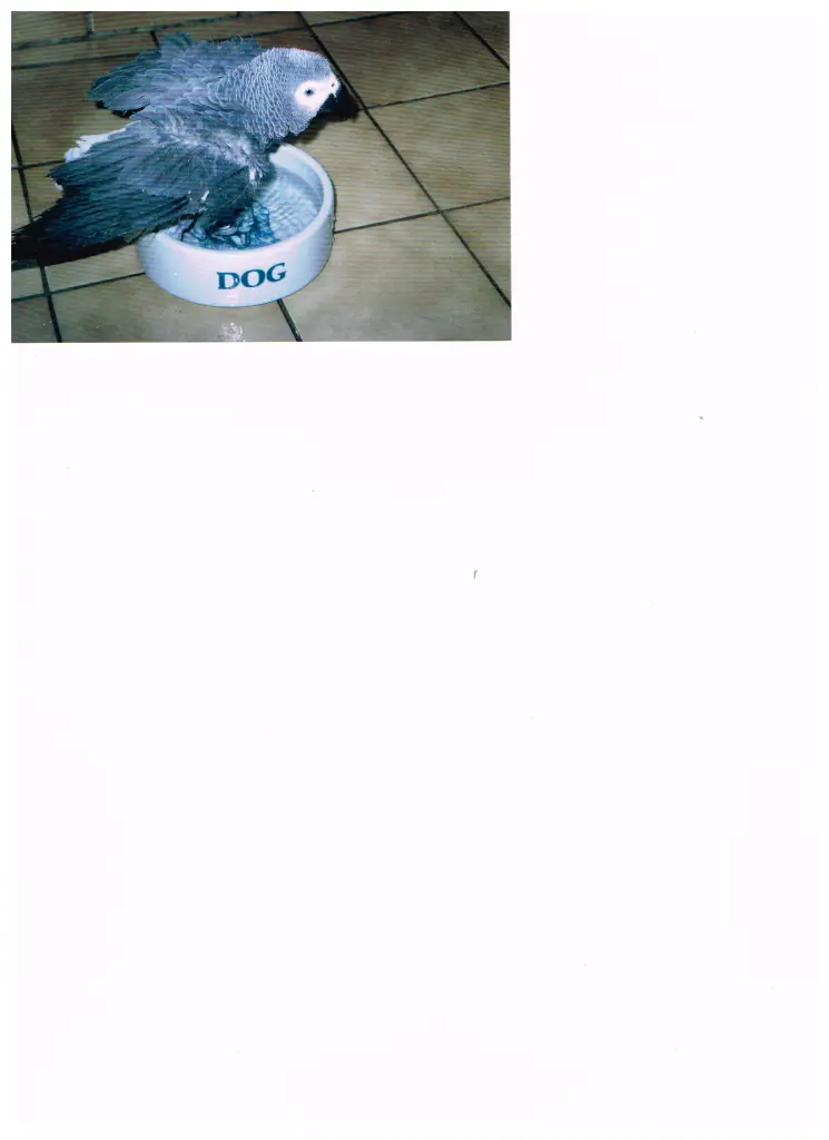 Bild von (Frau) Schröder