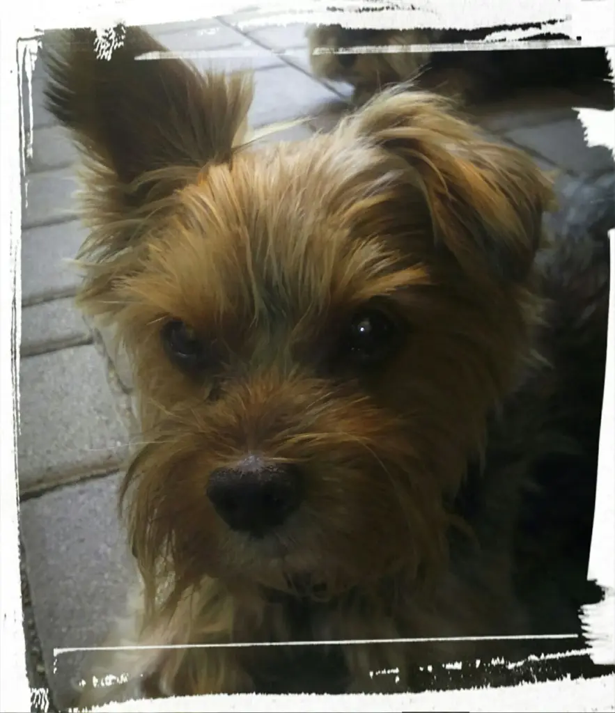 Image from Bobby