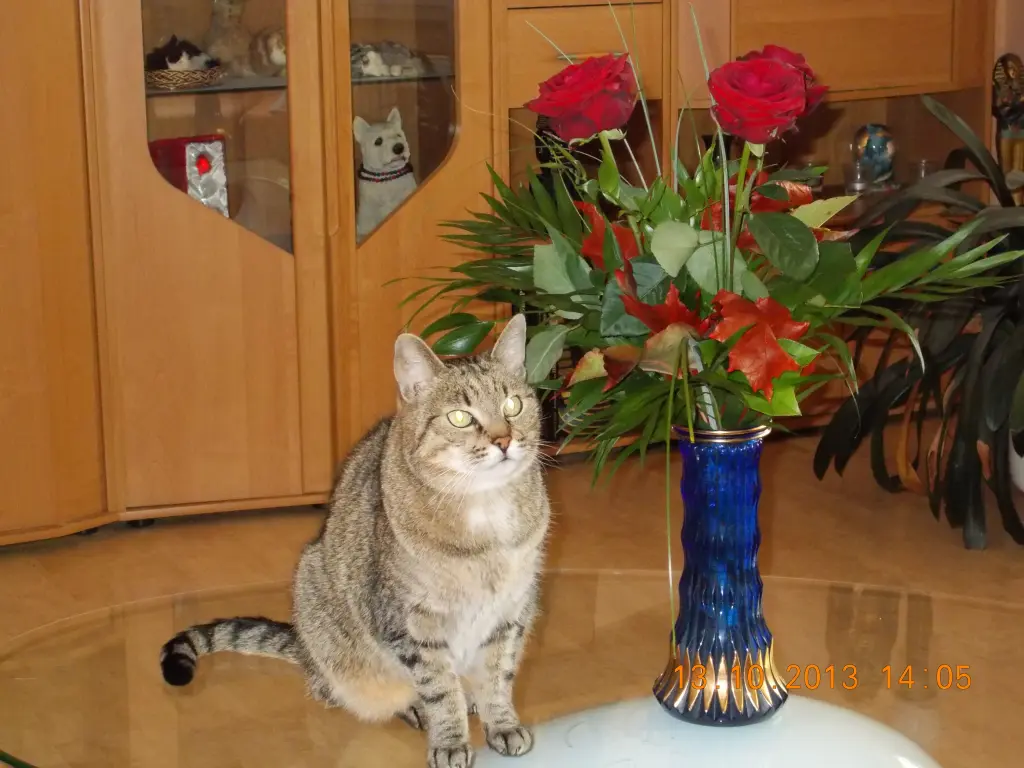 Image from Gizmo