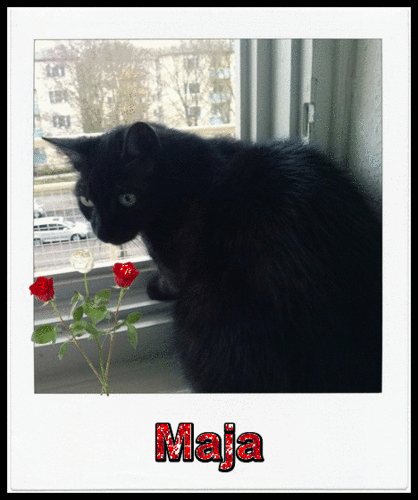Condolence image of Christine mama von sternchenkatze  Maja 