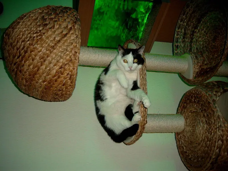 Image from Casper