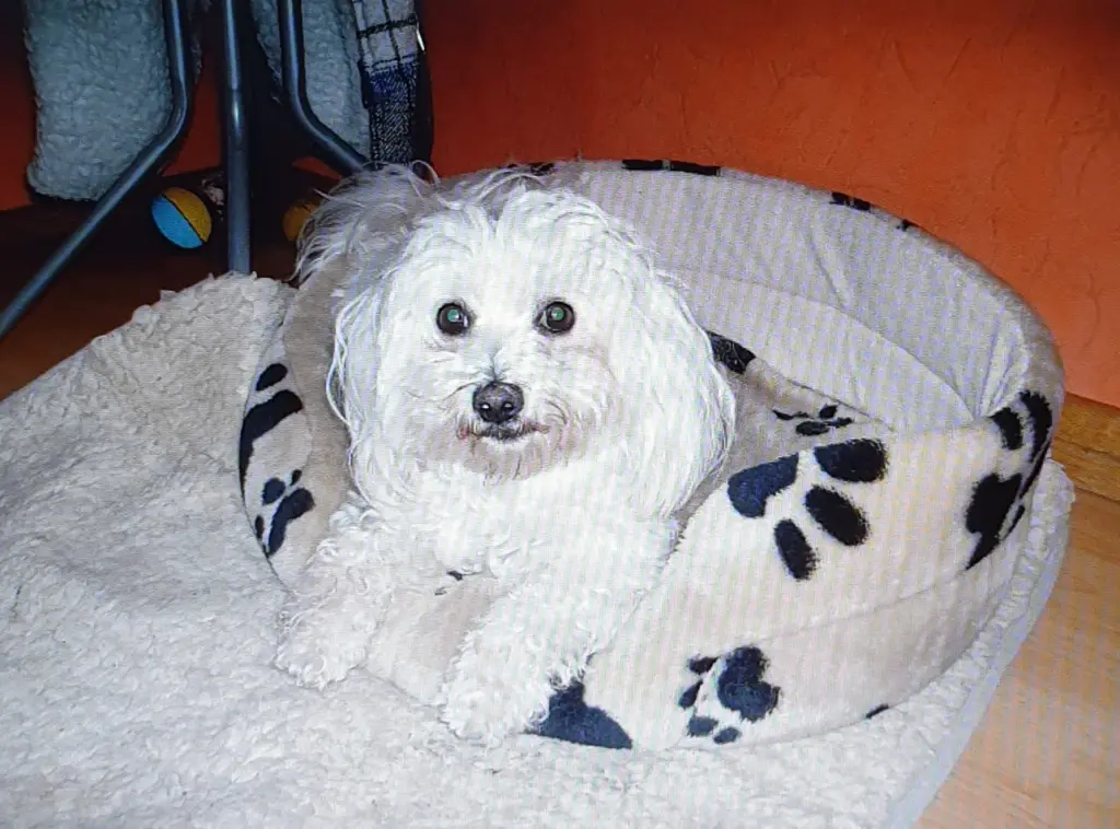 Condolence image of Manuela