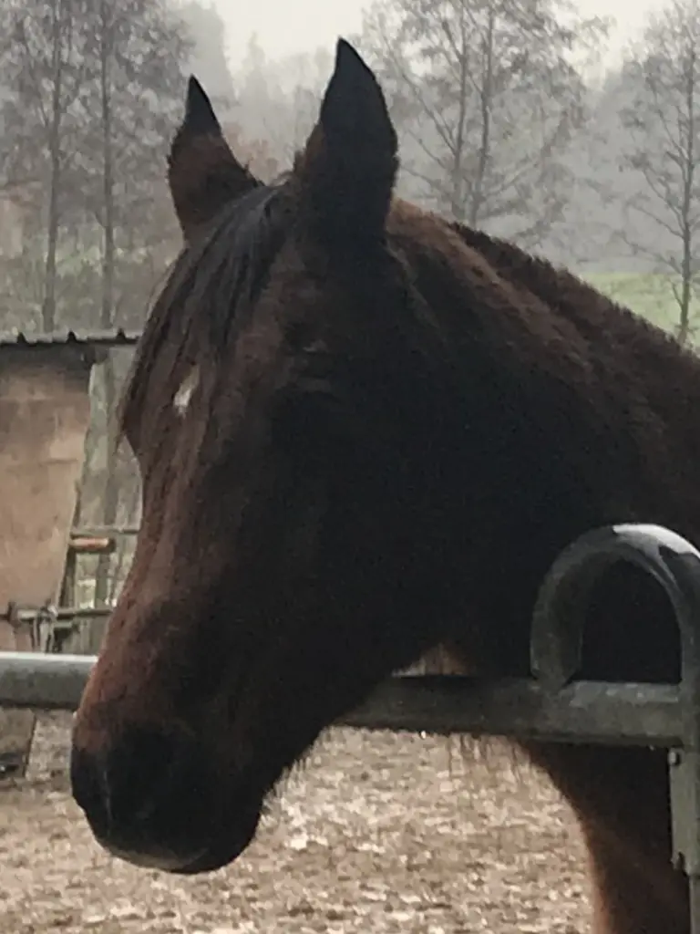 Andachtsbild von Christine 