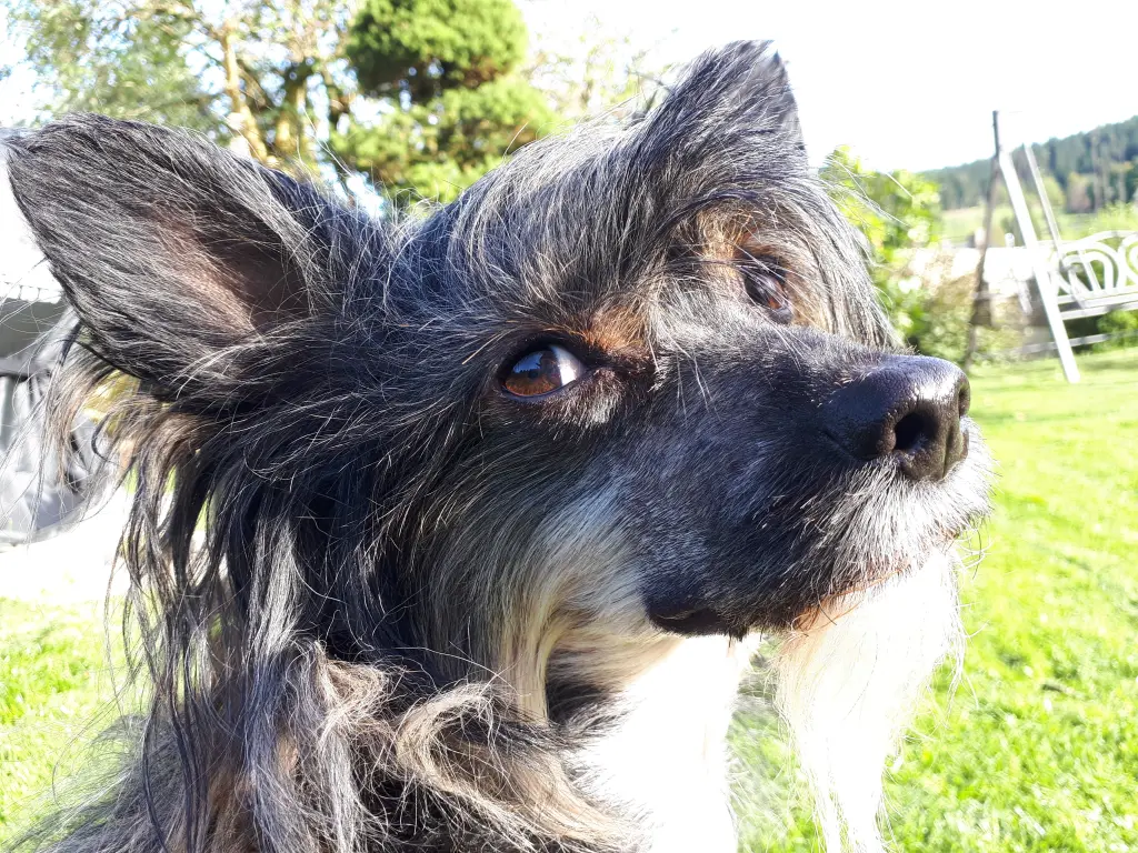 Image from Odin