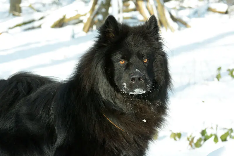 Image from Húnar-Hjúki