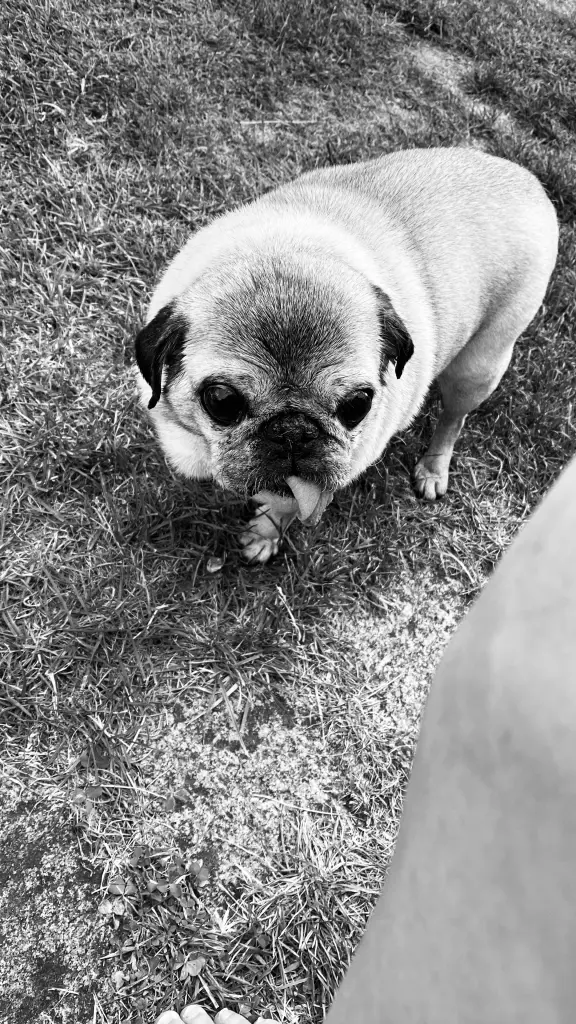 Image from Lola