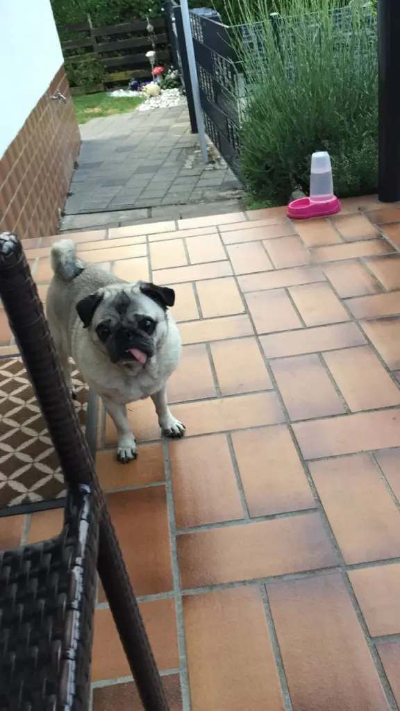 Image from Lola