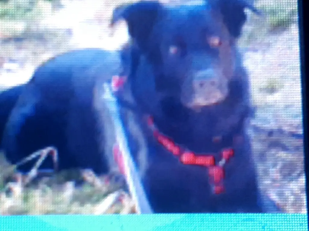 Andachtsbild von Andrea