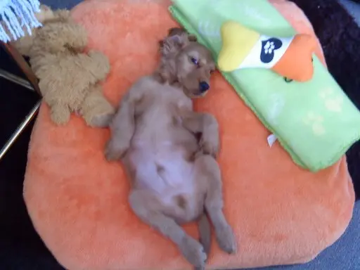 Andachtsbild von Jacqueline