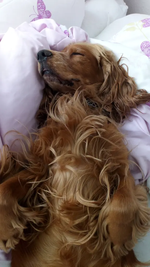 Andachtsbild von Jacqueline mit Diego & Aro tief im Herzen 