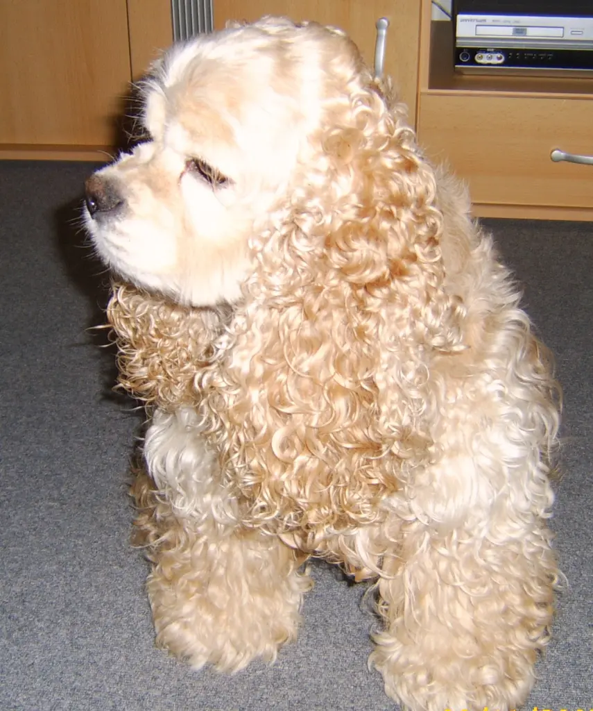 Andachtsbild von Jacqueline mit Diego & Aro tief im Herzen