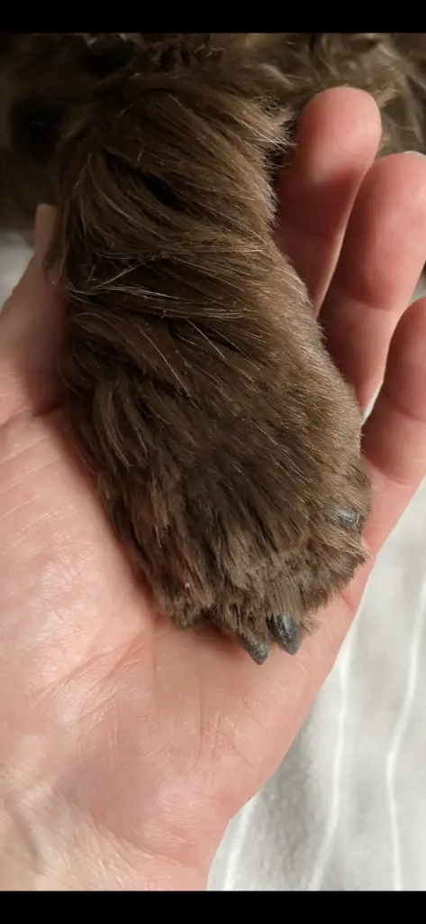 Andachtsbild von Für dich, mein Leben