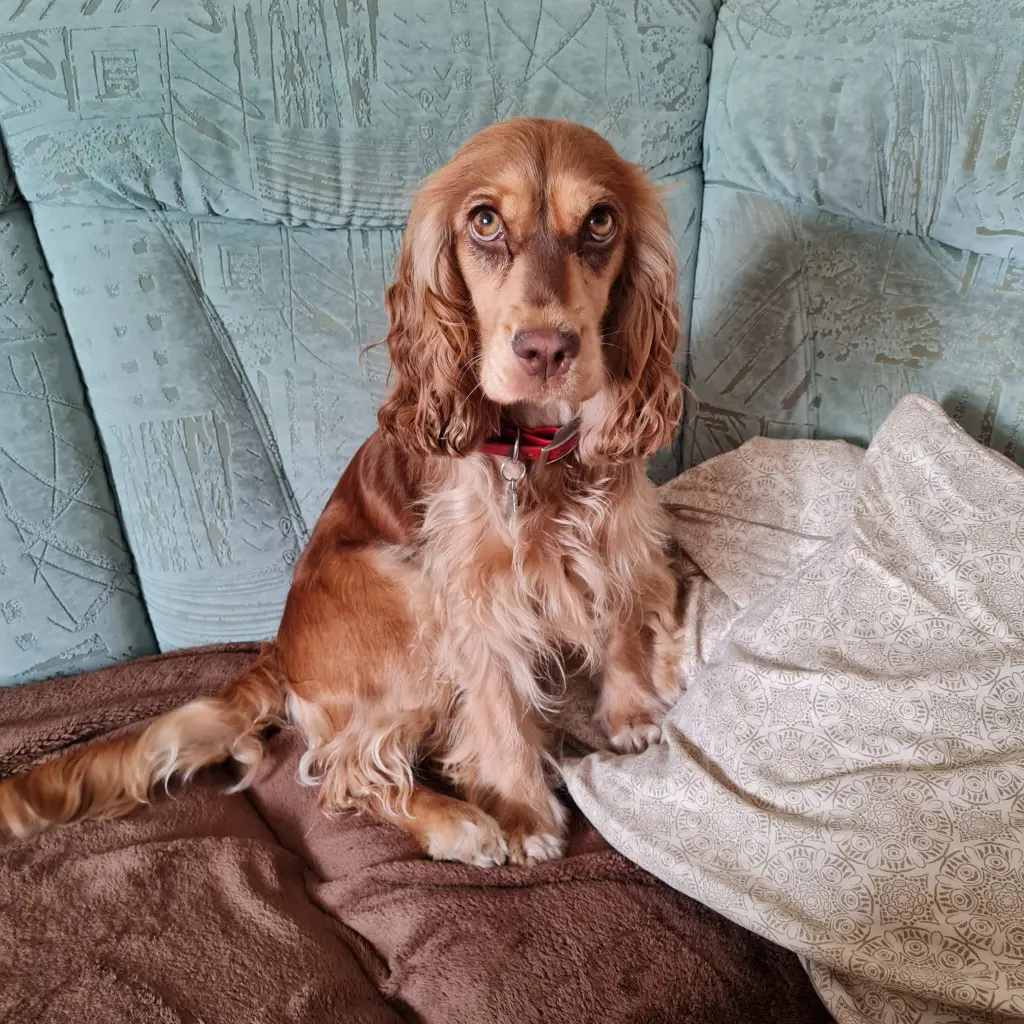 Andachtsbild von Christine mit Amy tief im Herzen(verst.13.11.2020)