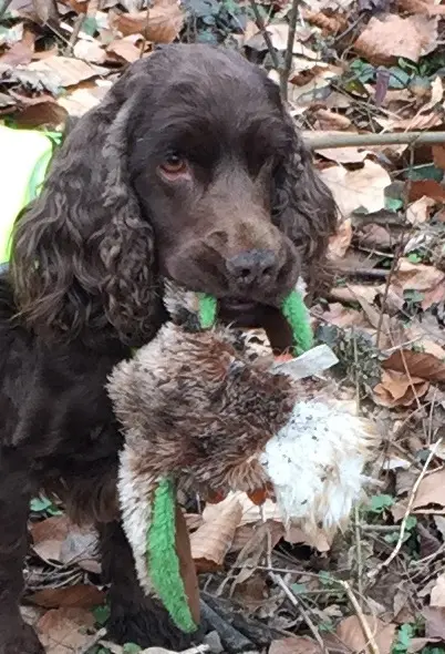 Andachtsbild von Für dich, mein Liebster 