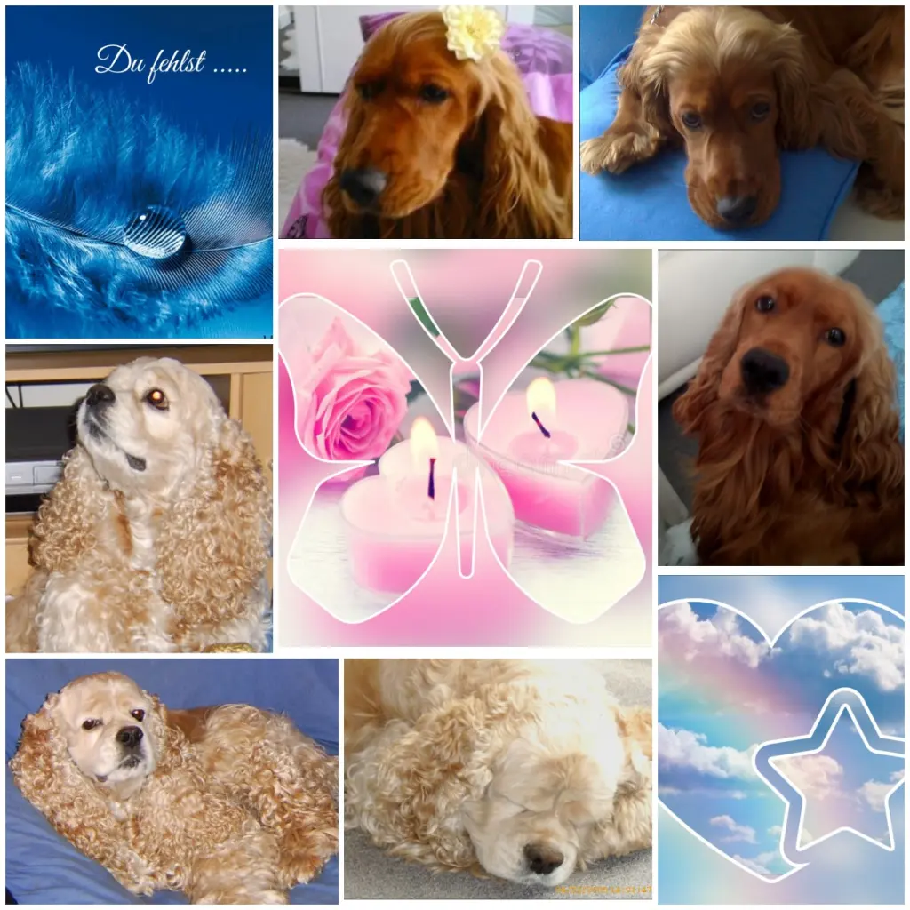 Andachtsbild von Jacqueline mit Diego & Aro tief im Herzen ❤ 