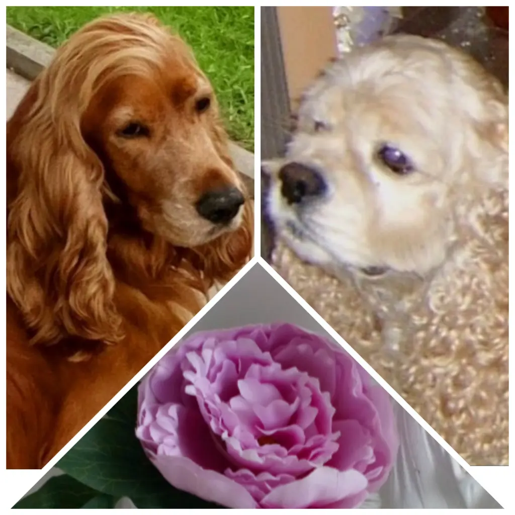 Andachtsbild von Jacqueline mit Diego & Aro tief im Herzen ❤ 