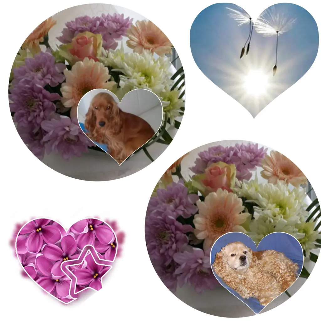 Andachtsbild von Jacqueline mit Diego & Aro tief im Herzen ❤ 