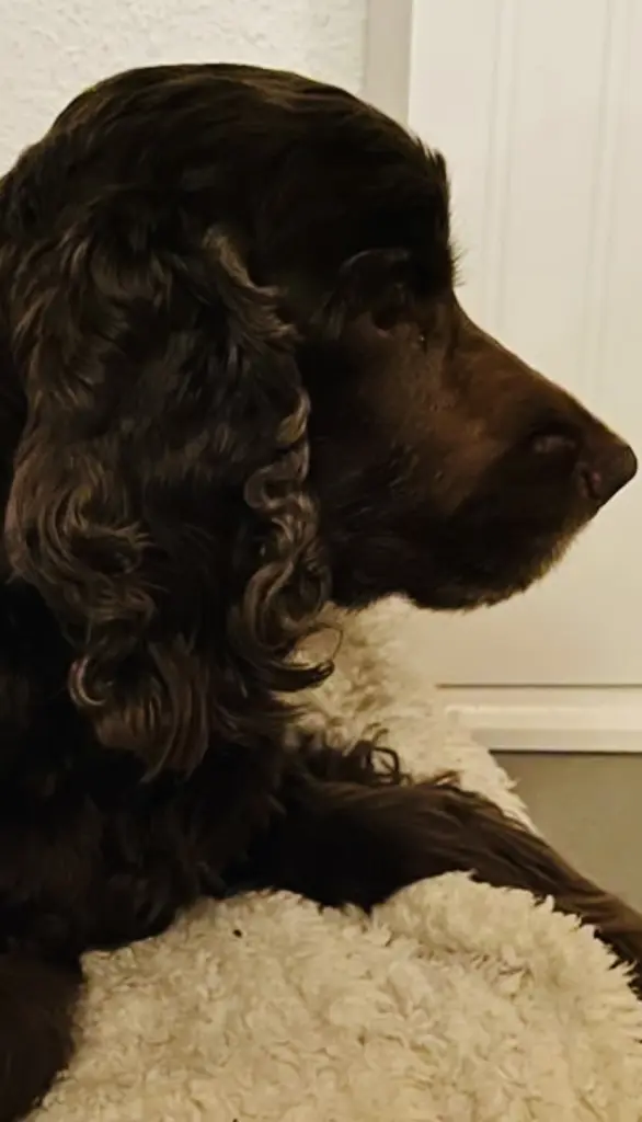 Andachtsbild von Für dich, mein Herz