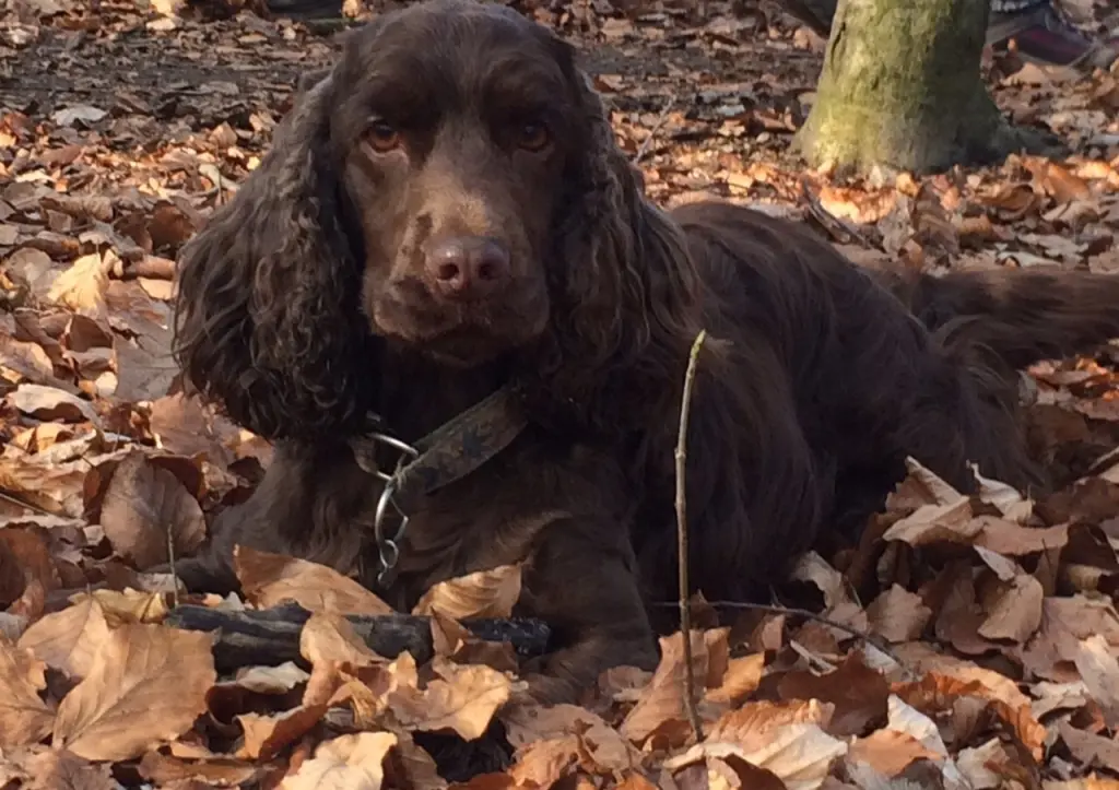 Andachtsbild von Für dich, mein Herz 