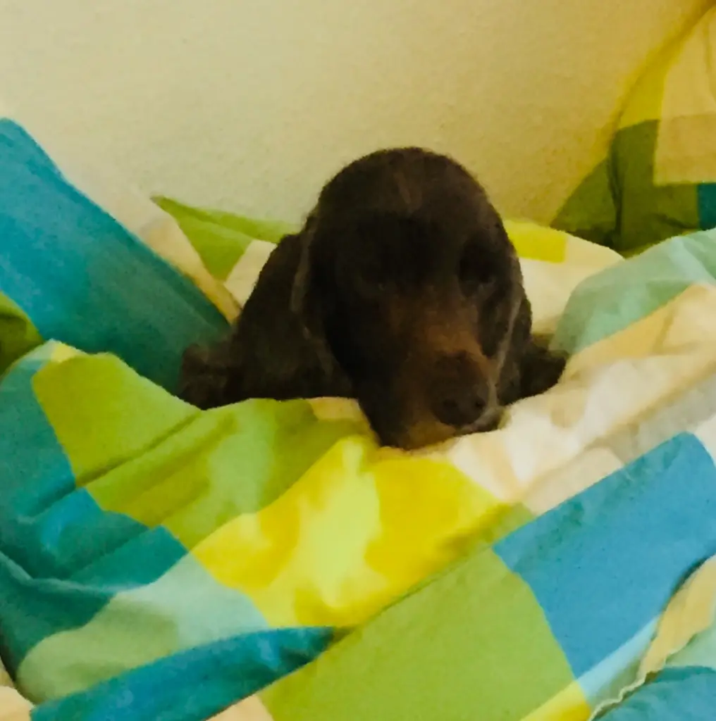 Andachtsbild von Mein geliebter Junge…