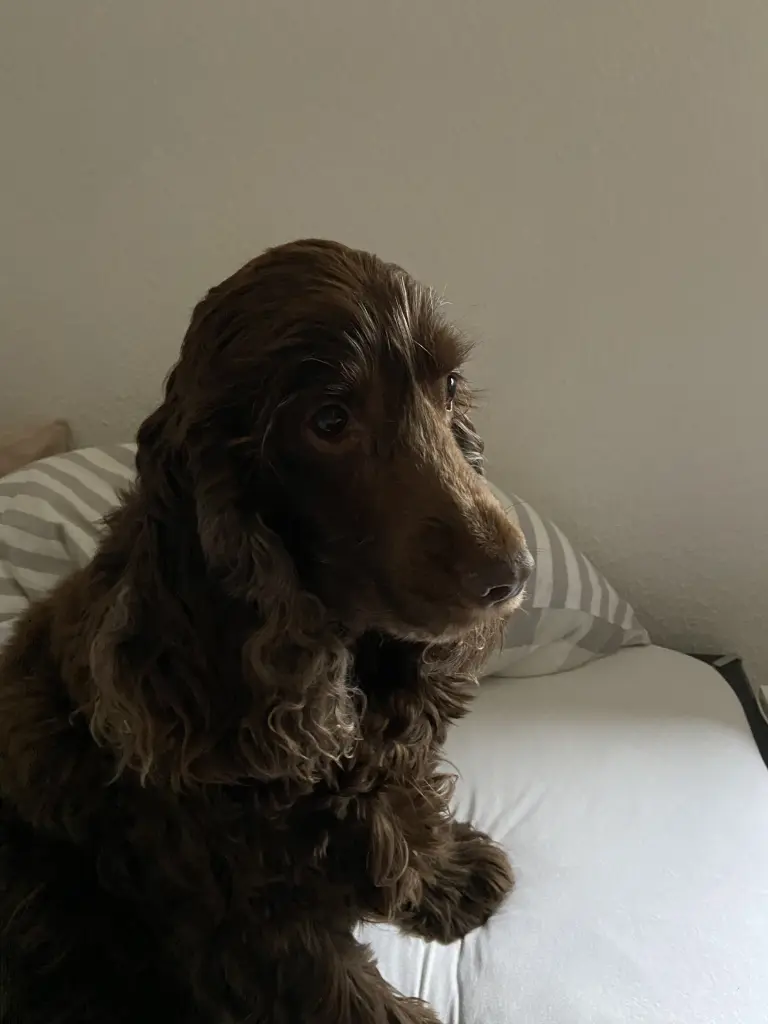 Andachtsbild von Linus,