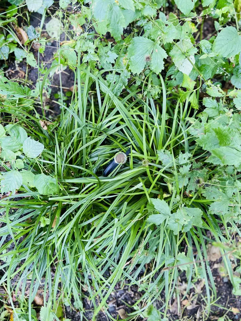 Andachtsbild von Linus, mein Prinzelchen,