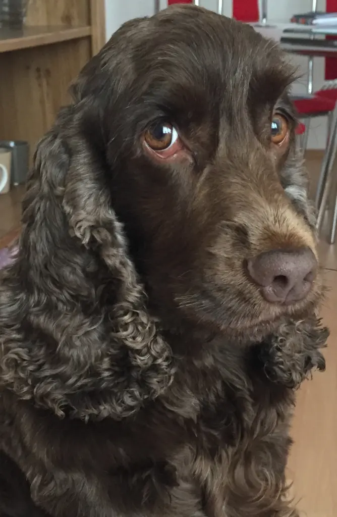 Andachtsbild von Du, Linus…