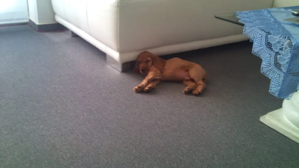 Andachtsbild von Jacqueline mit Aro & Diego tief im Herzen❤