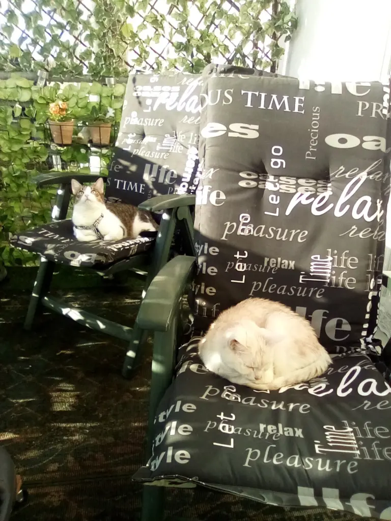 Andachtsbild von Beate und Arne mit Elvis im Herzen ❤