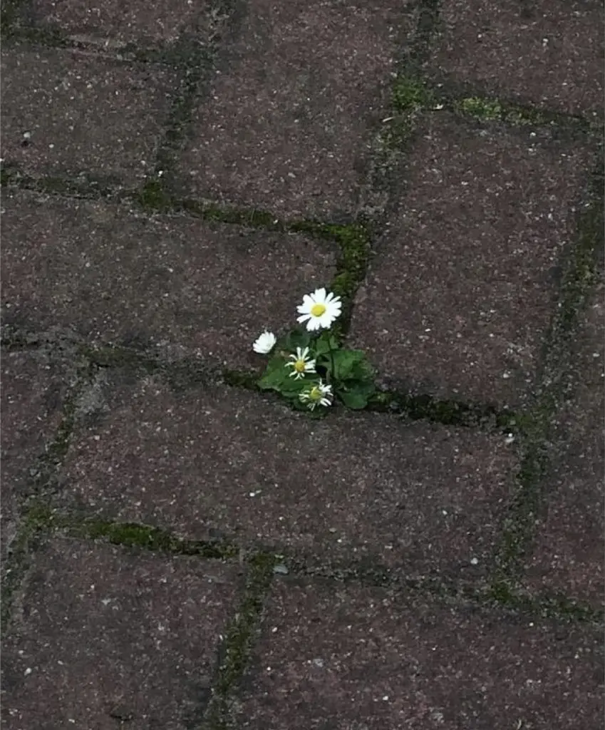 Andachtsbild von Du kleiner Liebling❤️