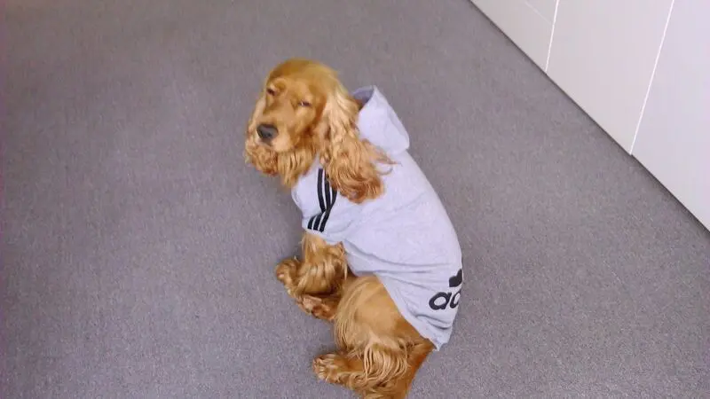 Andachtsbild von Jacqueline mit Aro & Diego tief und für immer im❤ 