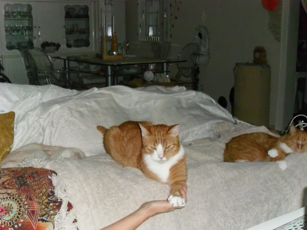 Andachtsbild von Beate und Arne mit Elvis im Herzen ❤