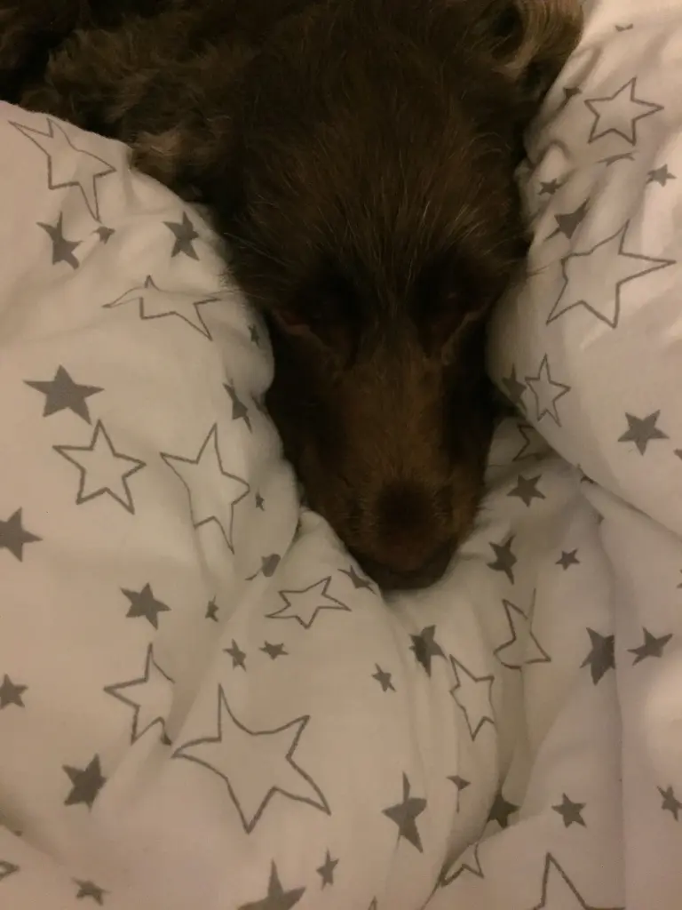 Andachtsbild von Linus, mein lieber Linus…