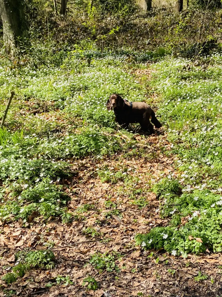 Andachtsbild von Für meinen schönsten Linus ❤️