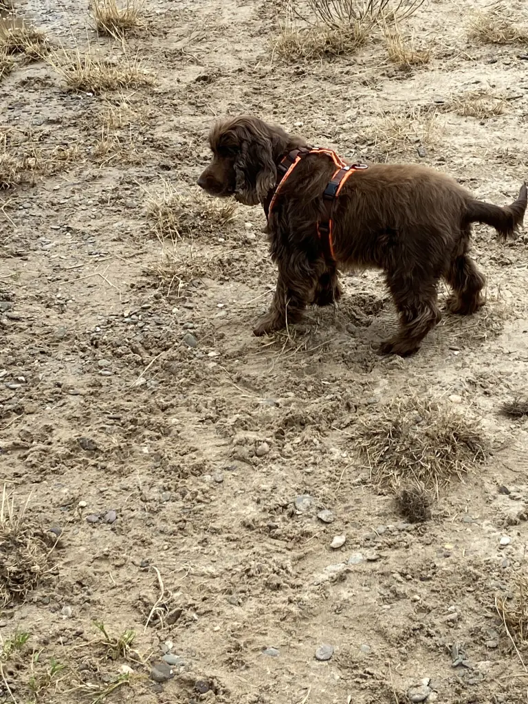 Andachtsbild von Mein liebstes…