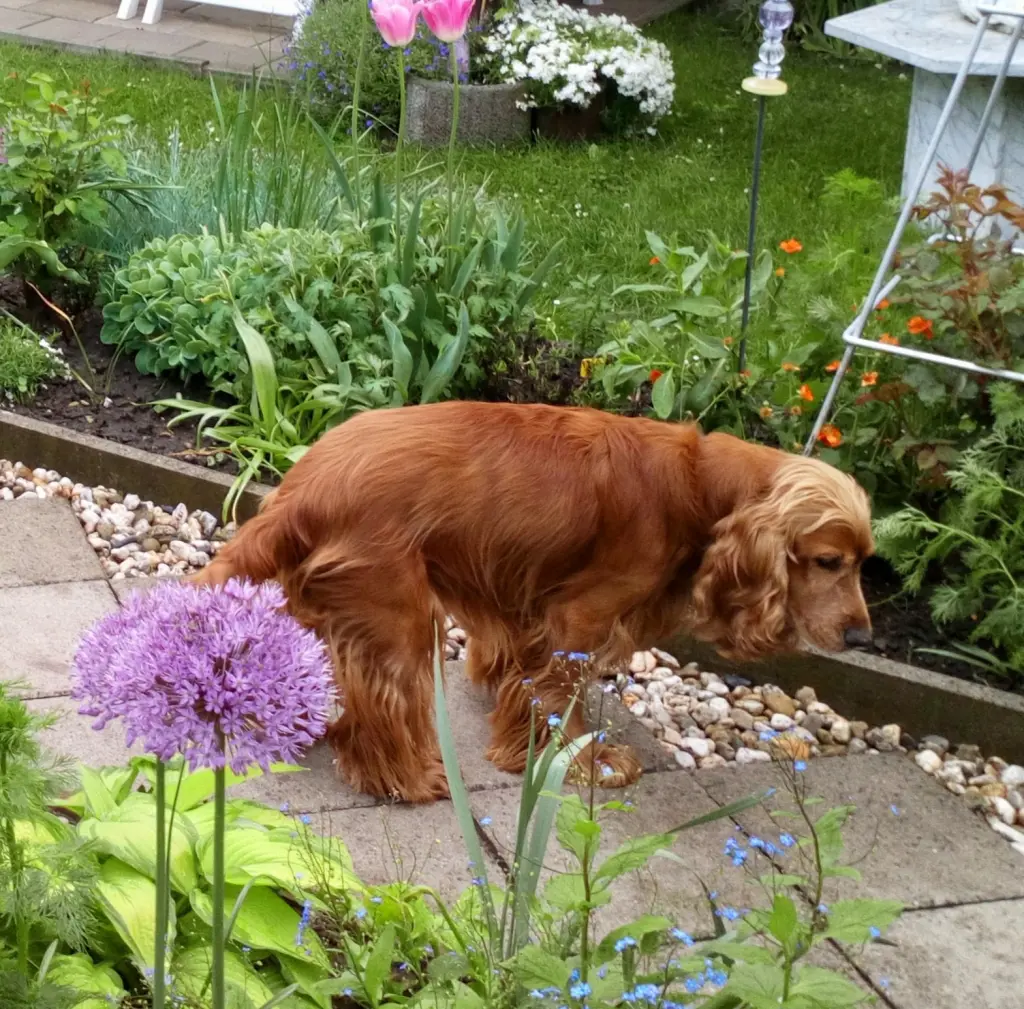 Andachtsbild von Für dich liebster Linus ❤