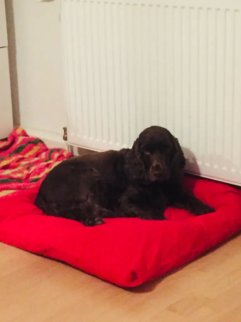 Andachtsbild von Für mein Seelenhund ❤️