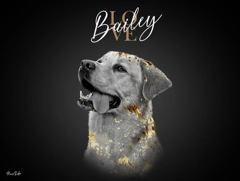 Image from Bailey