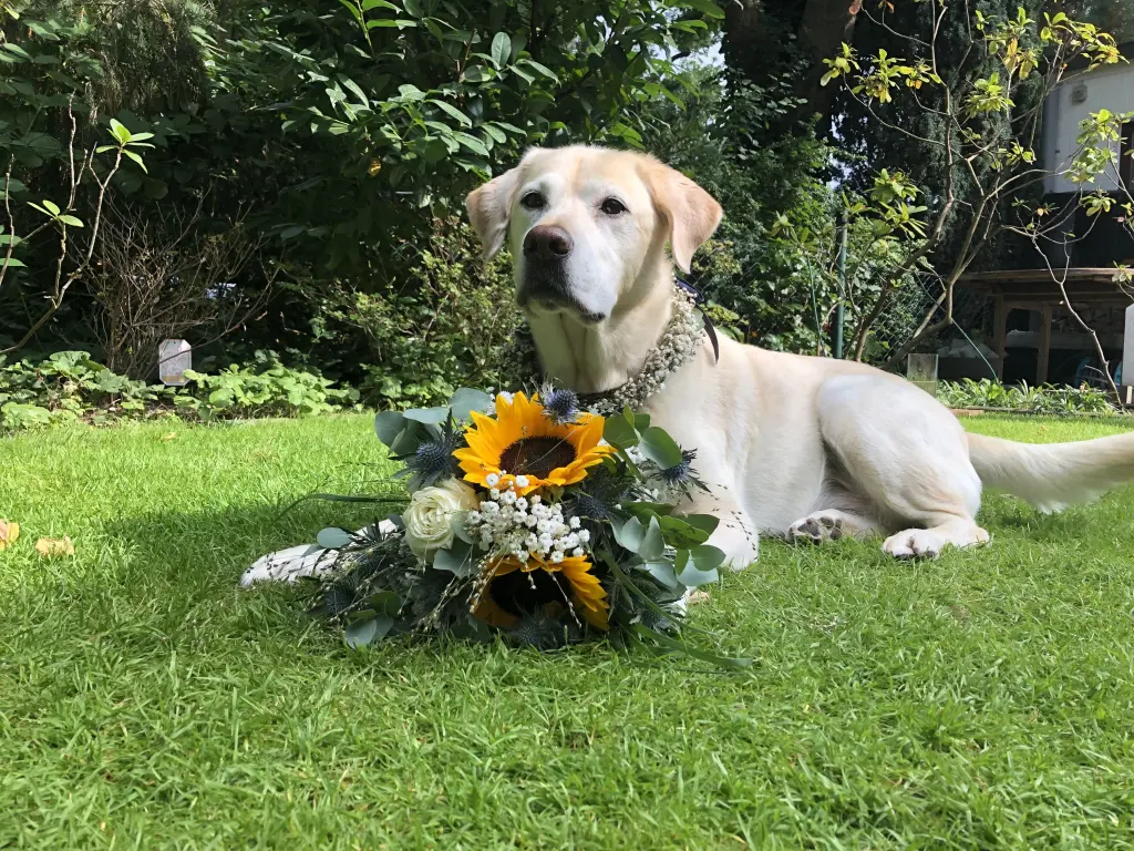 Image from Bailey