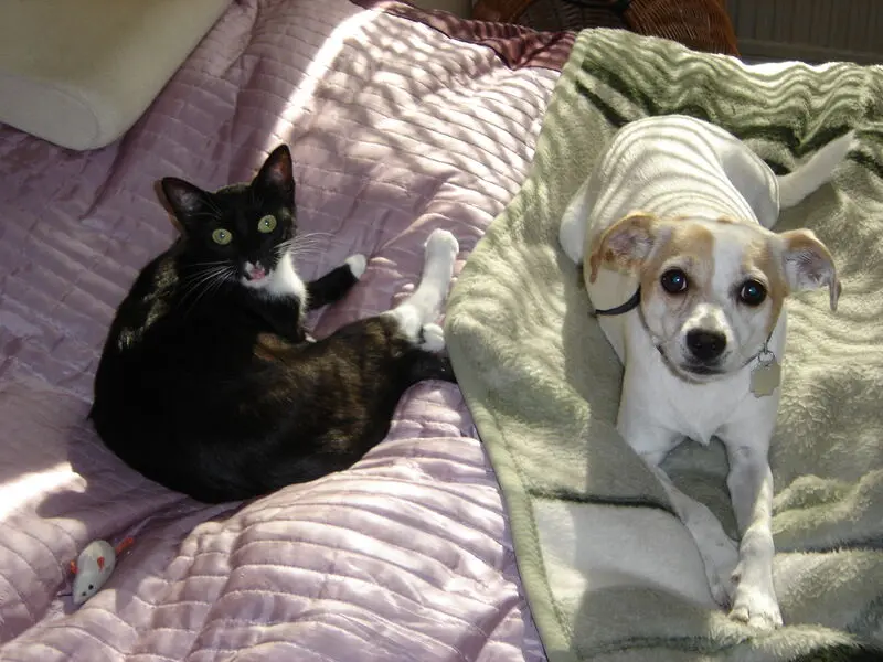 Andachtsbild von Silke mit Seelenhund Cassy und Katzendame Joyce tief im Herzen ❤