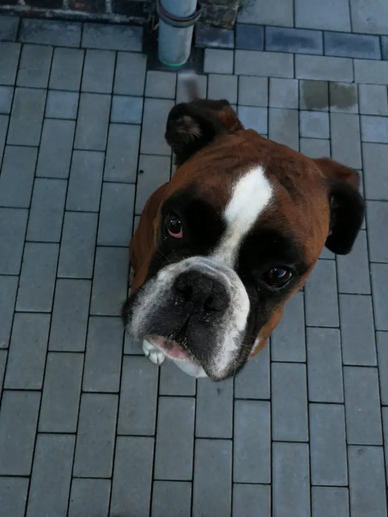 Andachtsbild von Karina und Jörg mit Floyd im ❤