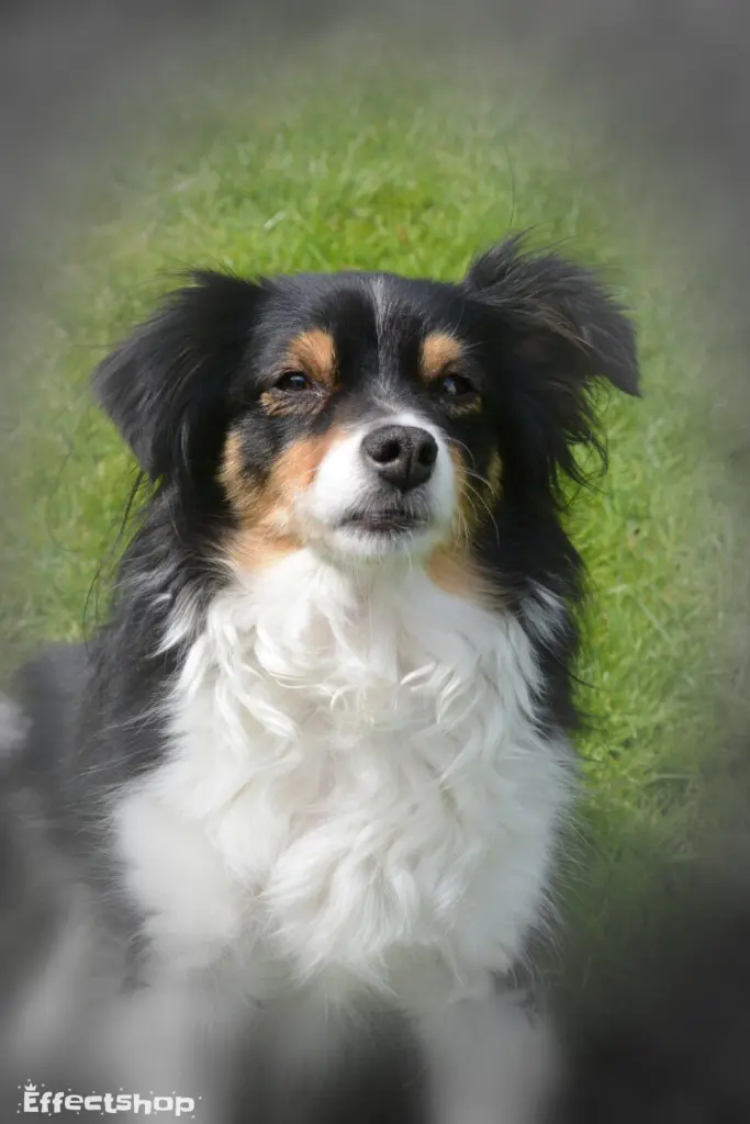 Condolence image of Brigitte m. Princess im Herzen