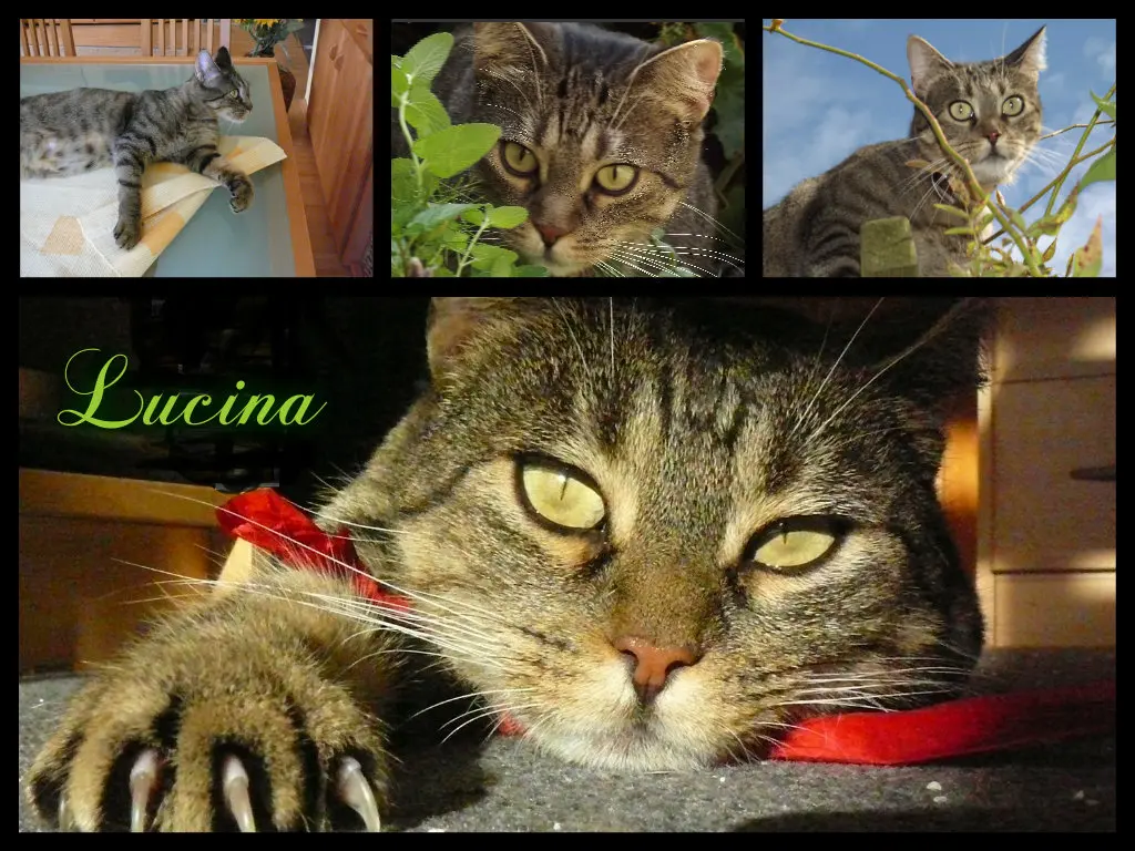 Image from Lucina