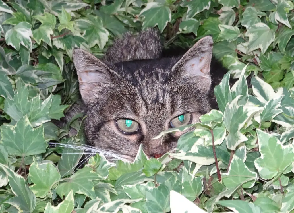 Image from Lucina