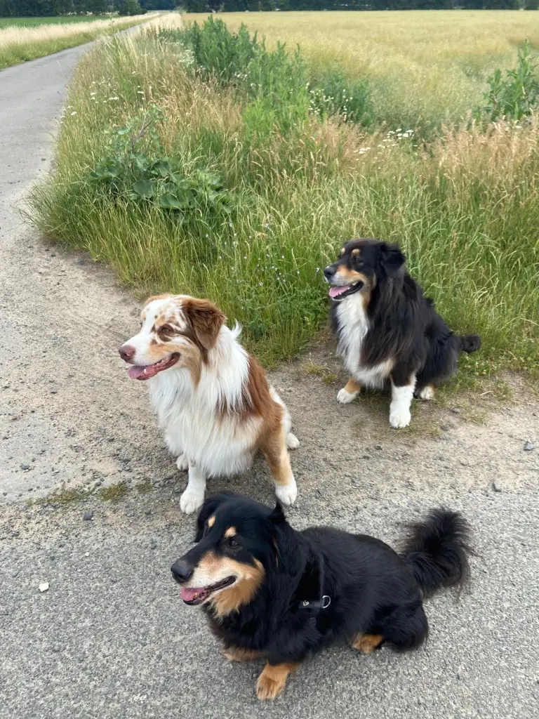 Image from Rocky