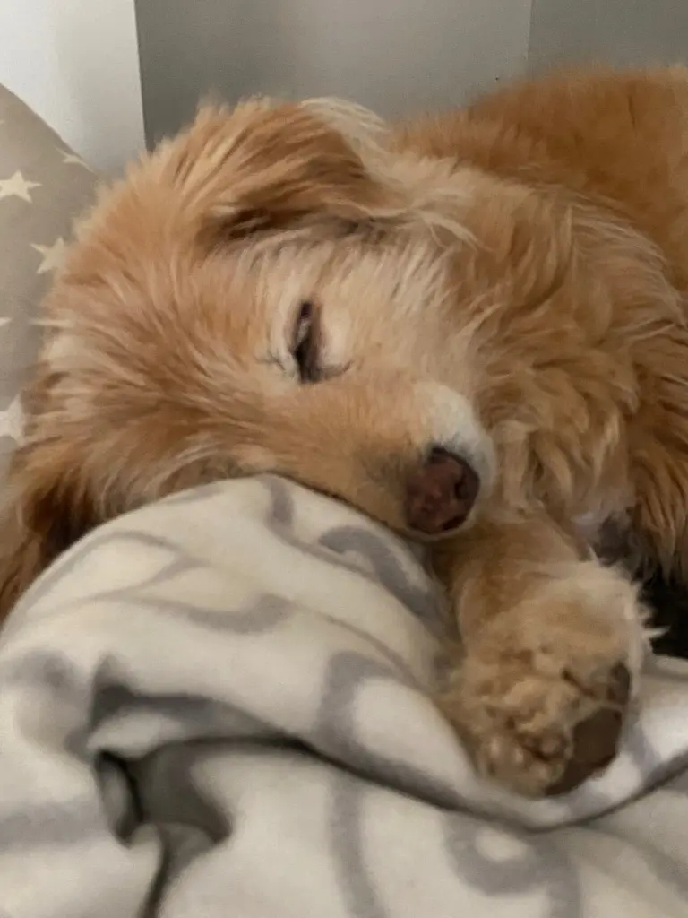 Image from Cara