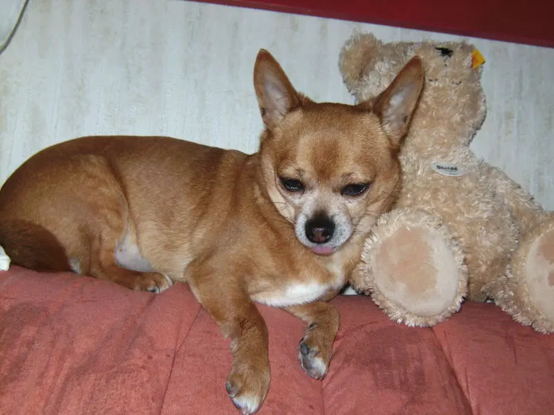 Andachtsbild von Irene mit Seelenhund * Jimmy * ganz tief im Herzen